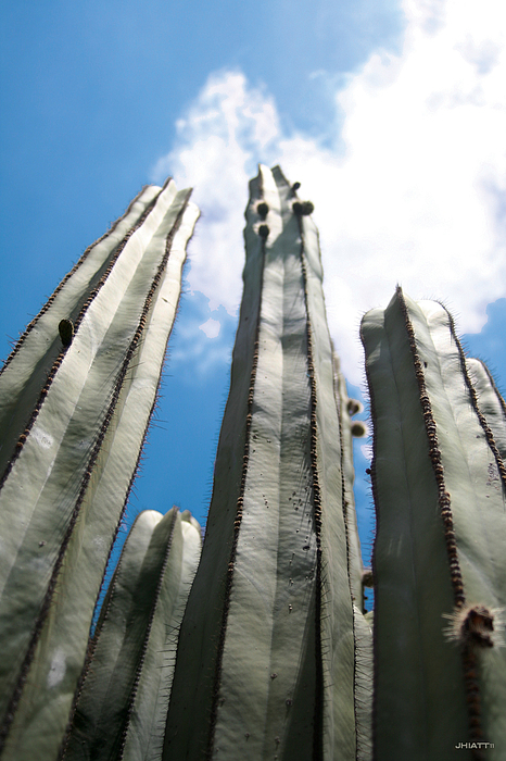 Skyscraper Cacti by JHIATT Skyscraper Cacti by JHIATT